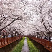 벚꽃 내륙일주 6박 7일