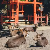 오사카 3박 4일